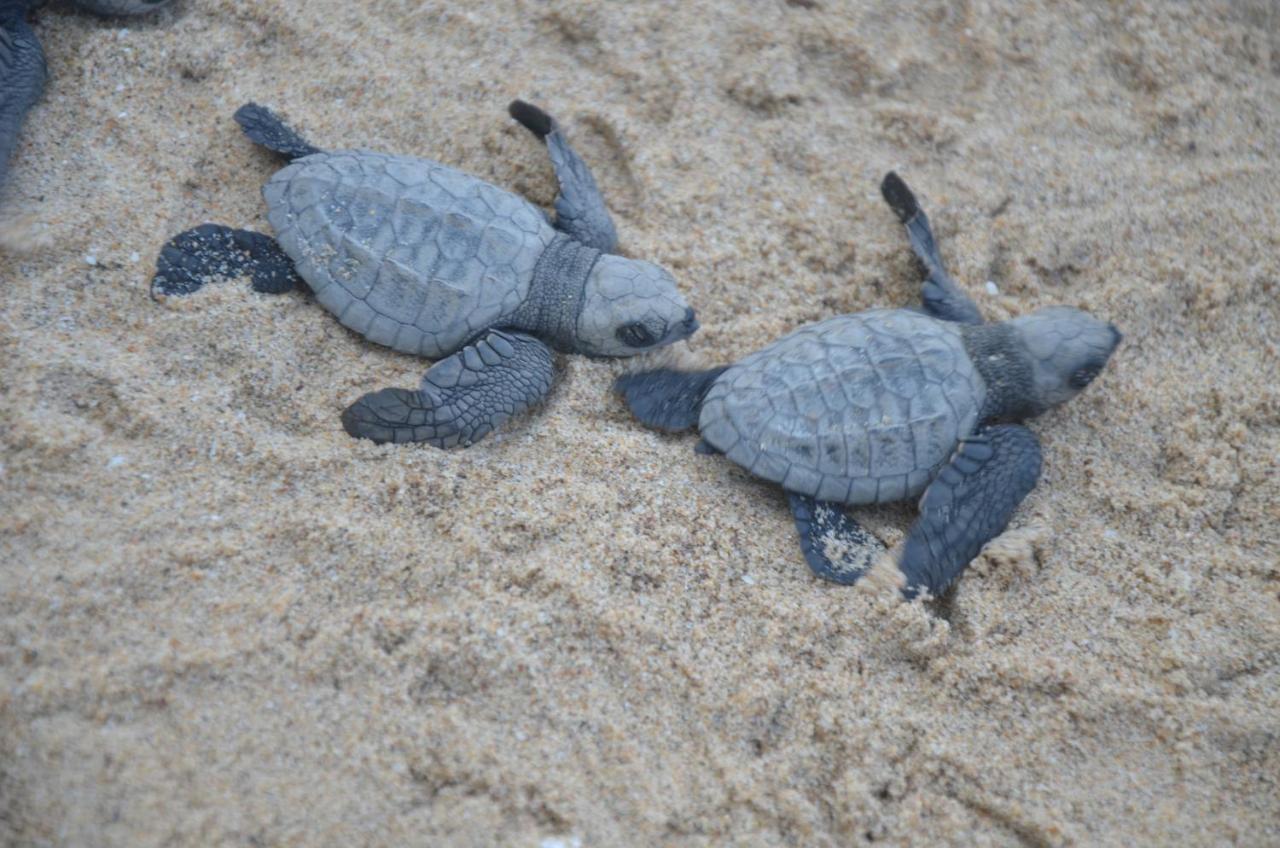 Turtle Beach House Vengurla Kültér fotó